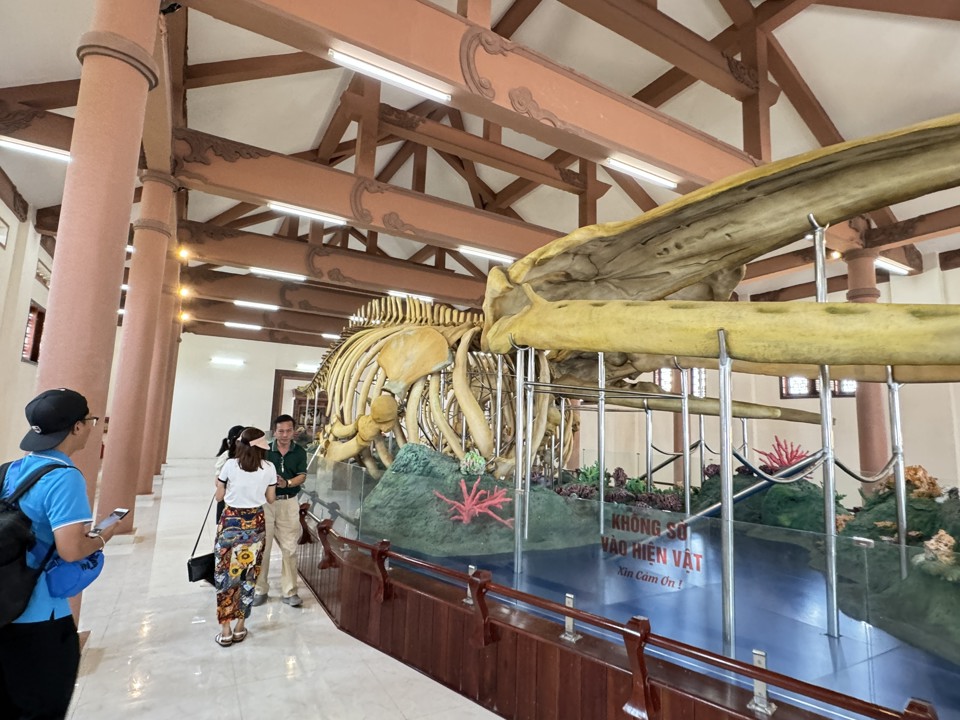 Bí ẩn 2 bộ xương cá voi lớn nhất Việt Nam mang tên Đồng Đình Đại Vương và Đức Ngư nhị vị tôn thần- Ảnh 9.