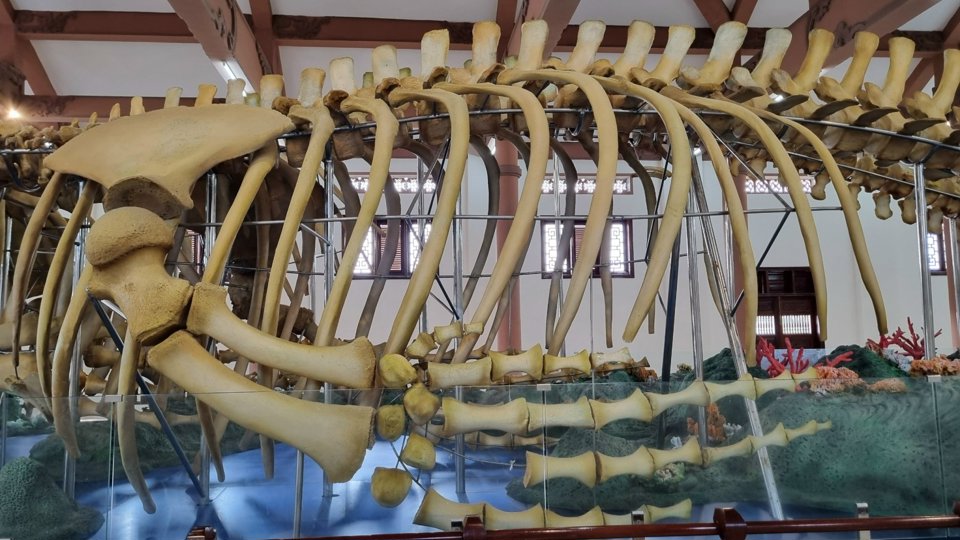 Bí ẩn 2 bộ xương cá voi lớn nhất Việt Nam mang tên Đồng Đình Đại Vương và Đức Ngư nhị vị tôn thần- Ảnh 7.