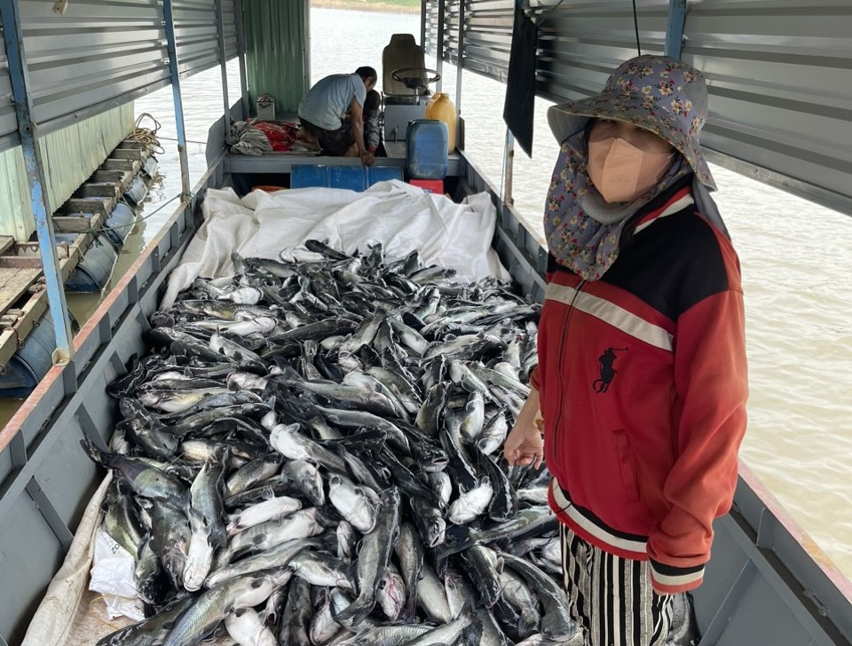 Trên một hồ thủy điện nổi tiếng ở Kon Tum, cá đặc sản nuôi lồng bè chết la liệt, dân vớt chất chồng lên thuyền- Ảnh 1.