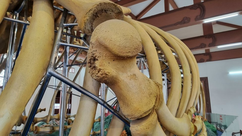 Bí ẩn 2 bộ xương cá voi lớn nhất Việt Nam mang tên Đồng Đình Đại Vương và Đức Ngư nhị vị tôn thần- Ảnh 4.