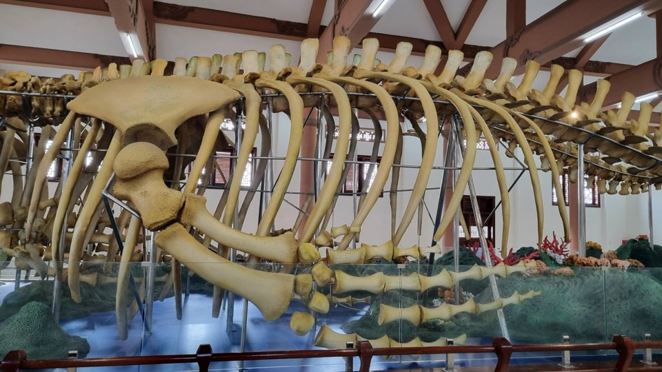 Bí ẩn 2 bộ xương cá voi lớn nhất Việt Nam mang tên Đồng Đình Đại Vương và Đức Ngư nhị vị tôn thần- Ảnh 3.