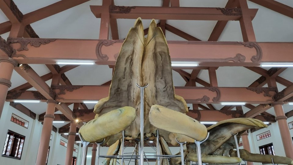 Bí ẩn 2 bộ xương cá voi lớn nhất Việt Nam mang tên Đồng Đình Đại Vương và Đức Ngư nhị vị tôn thần- Ảnh 6.