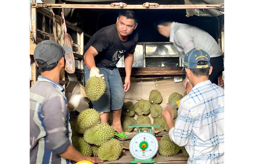 Giá sầu riêng ở Gia Lai tăng cao, nông dân chia sẻ kinh nghiệm ký hợp đồng để đảm bảo lợi ích của mình- Ảnh 3.