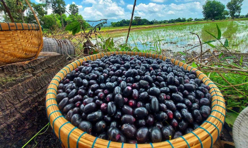 Có loại quả rừng miền Tây nhỏ bé, đen mọng như nho, là đặc sản mùa hè, ký ức tuổi thơ của bao thế hệ- Ảnh 5.