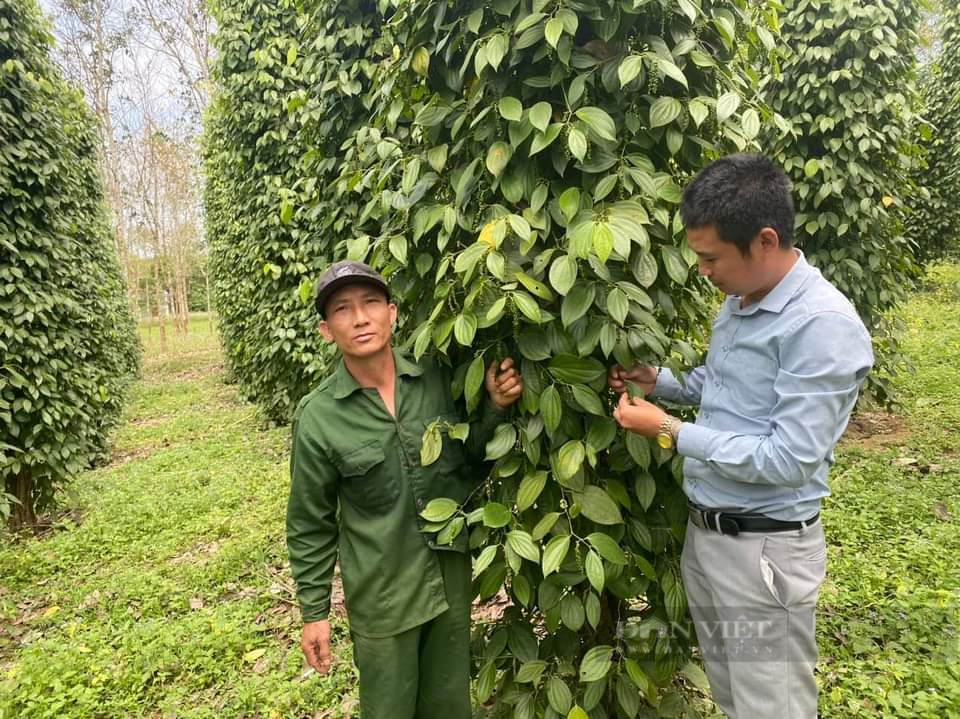 Một nông dân Quảng Bình trồng thành công hồ tiêu gì mà ra thứ hạt gia vị tốt, thu 1 tỷ/năm?- Ảnh 1.