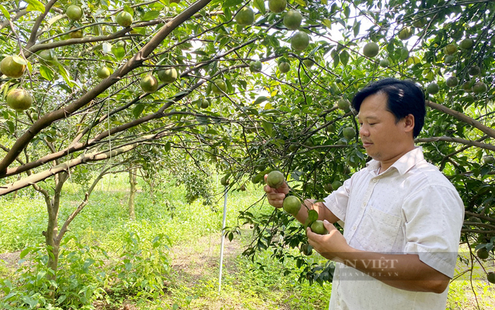 Ông Nguyễn Văn Tiến – Giám đốc HTX Nông nghiệp Dân Tiến. Ảnh: T.L