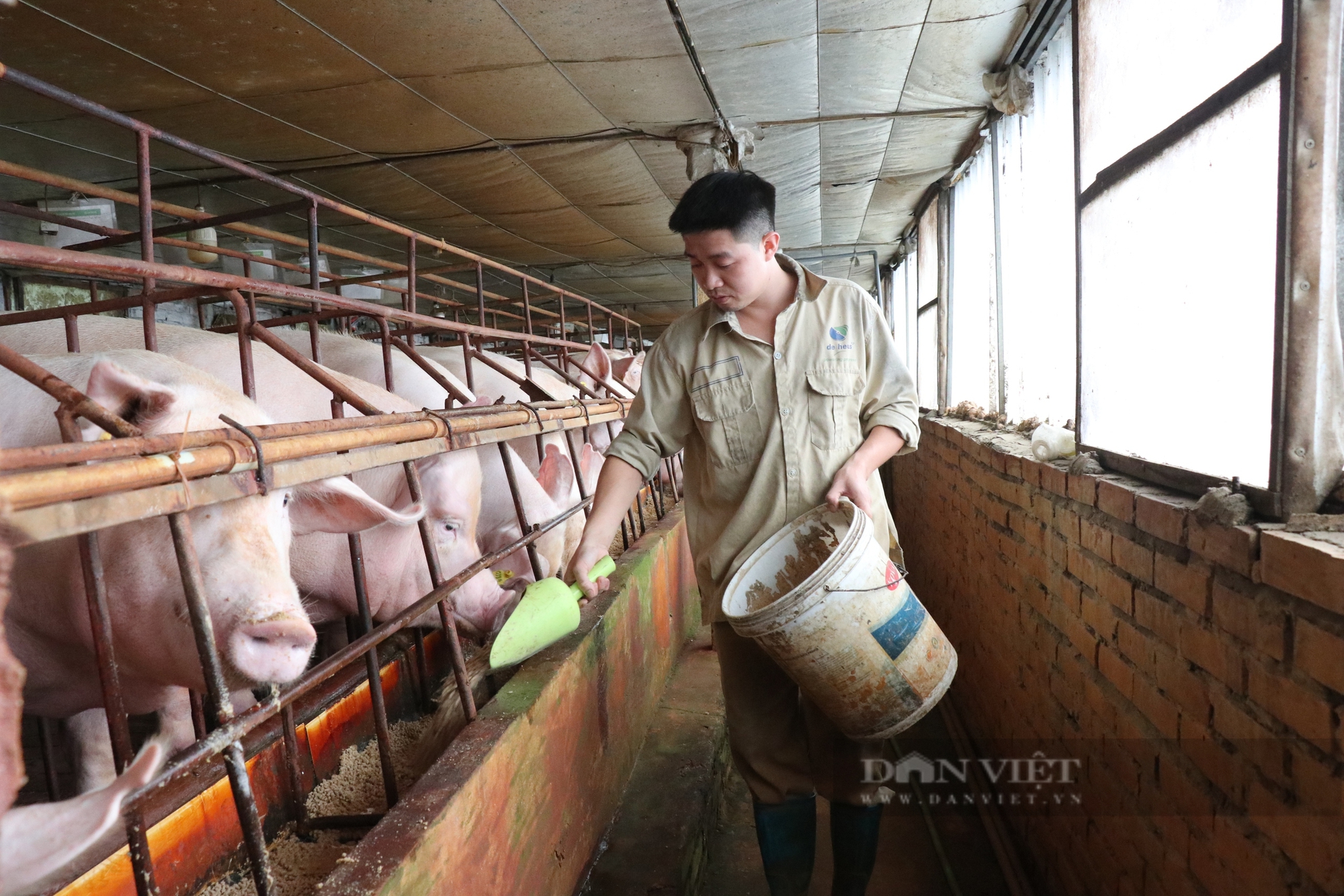 Tăng trưởng ngành nông nghiệp tỉnh Bắc Ninh bật tăng nhờ giá lợn hơi phi mã- Ảnh 1.