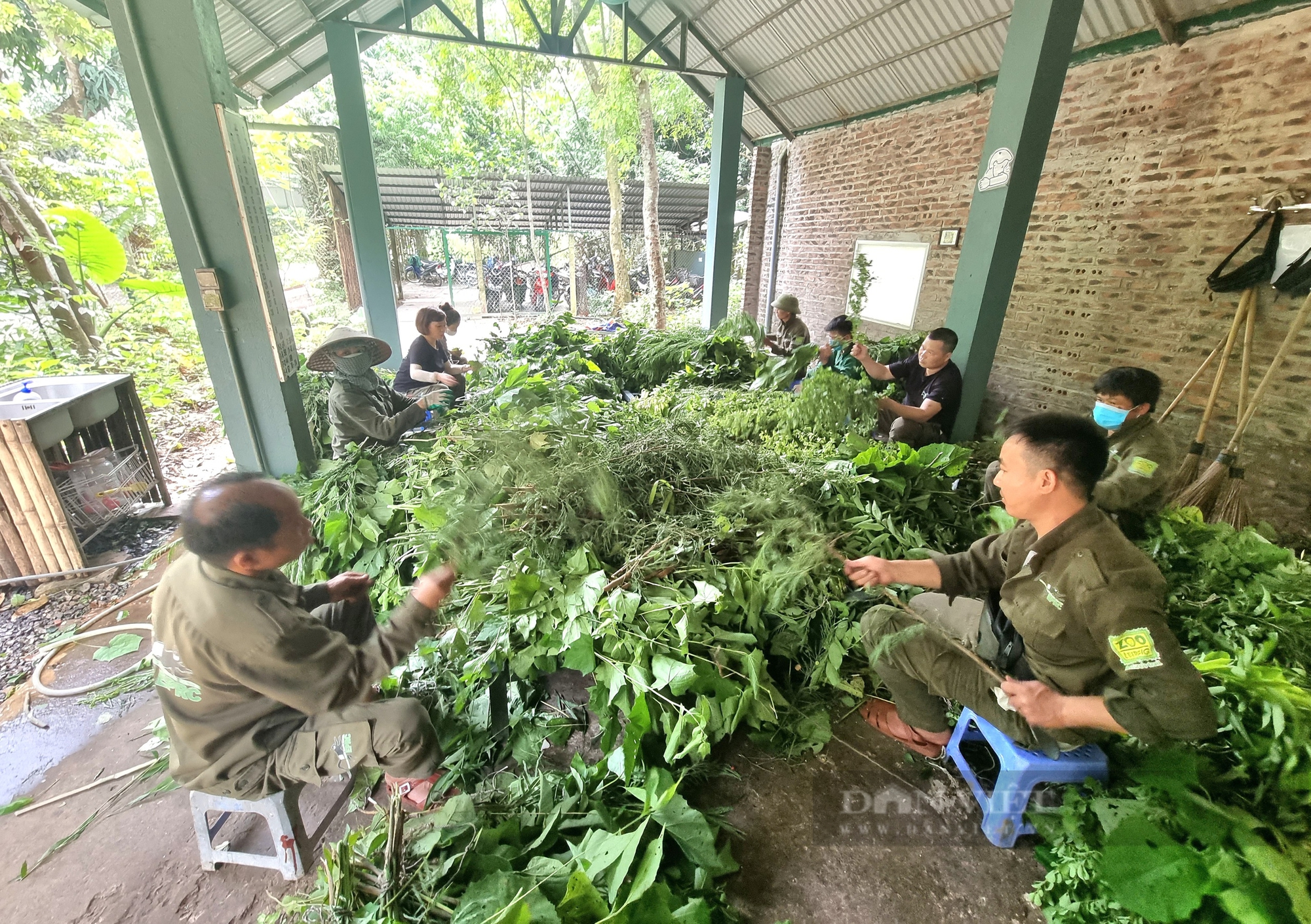 Một con động vật hoang dã có tên Mafia được nuôi trong khu rừng ở Ninh Bình bị mắc bệnh viêm gan B- Ảnh 4.