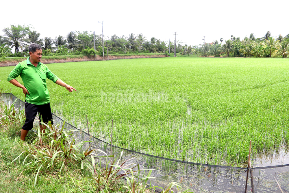 Con động vật quái ác này đang rình phá hoại lúa, ngành chức năng Trà Vinh kêu gọi cả cộng đồng diệt trừ- Ảnh 1.