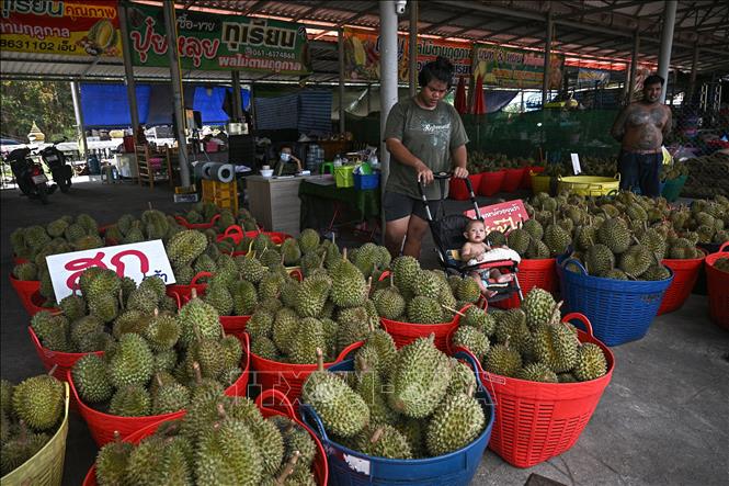 Thái Lan khuyến cáo nông dân khi Trung Quốc tự trồng được sầu riêng- Ảnh 1.