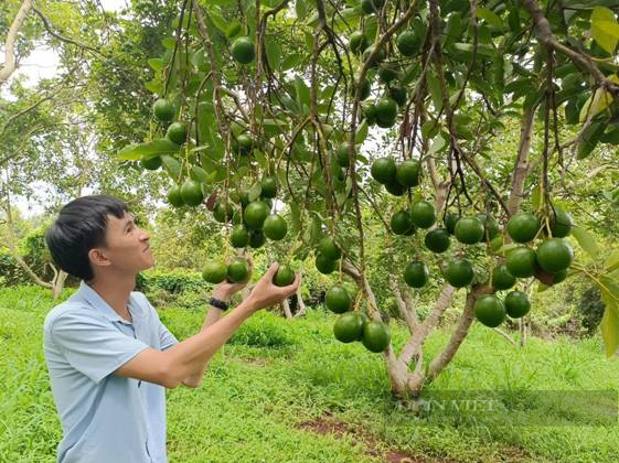 Vốn tín dụng, cánh cửa giúp hàng ngàn hộ nông dân tỉnh Bình Phước thoát nghèo- Ảnh 5.