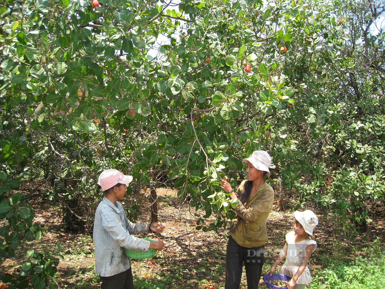 Vốn tín dụng, cánh cửa giúp hàng ngàn hộ nông dân tỉnh Bình Phước thoát nghèo- Ảnh 3.