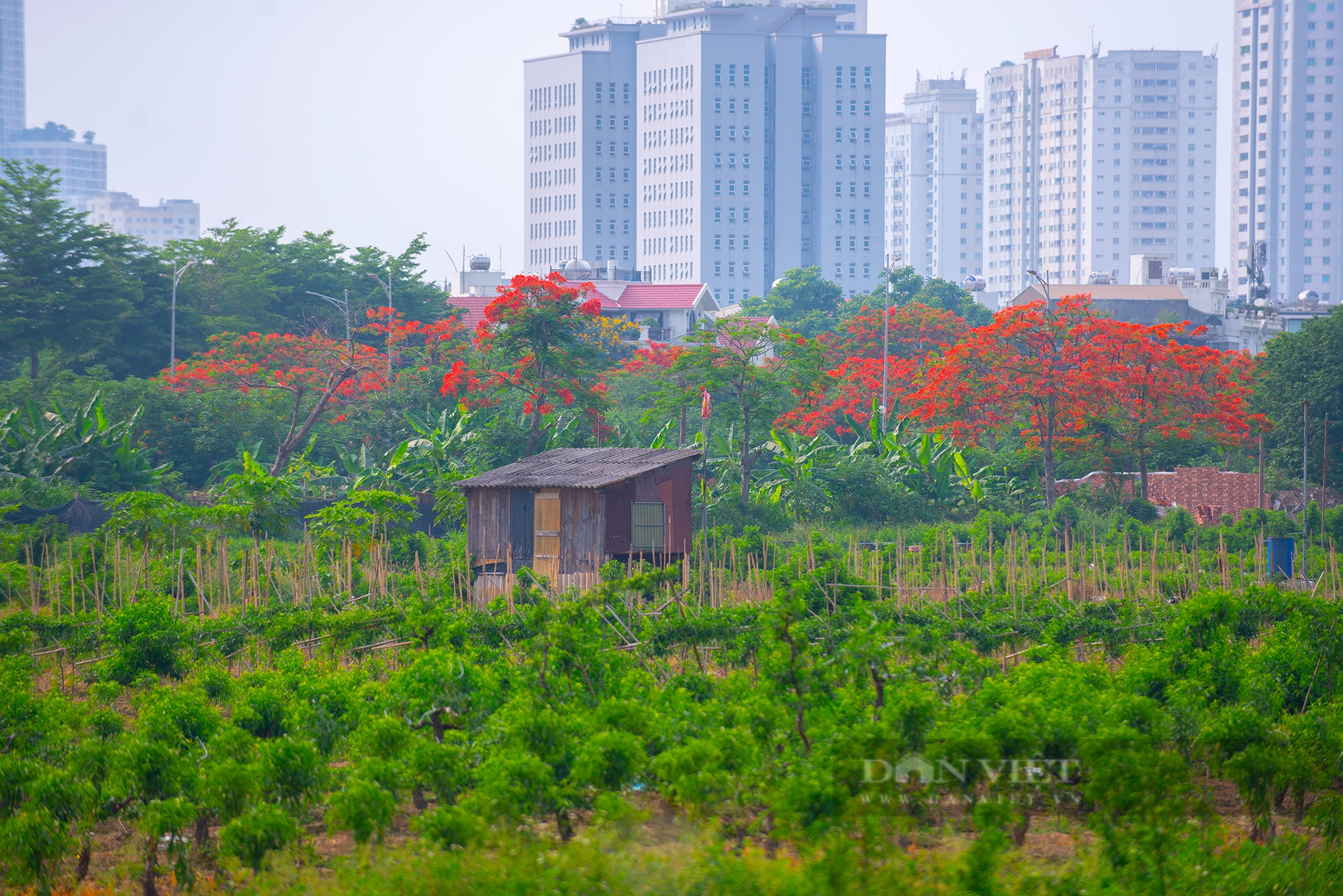 Lá phổi xanh 