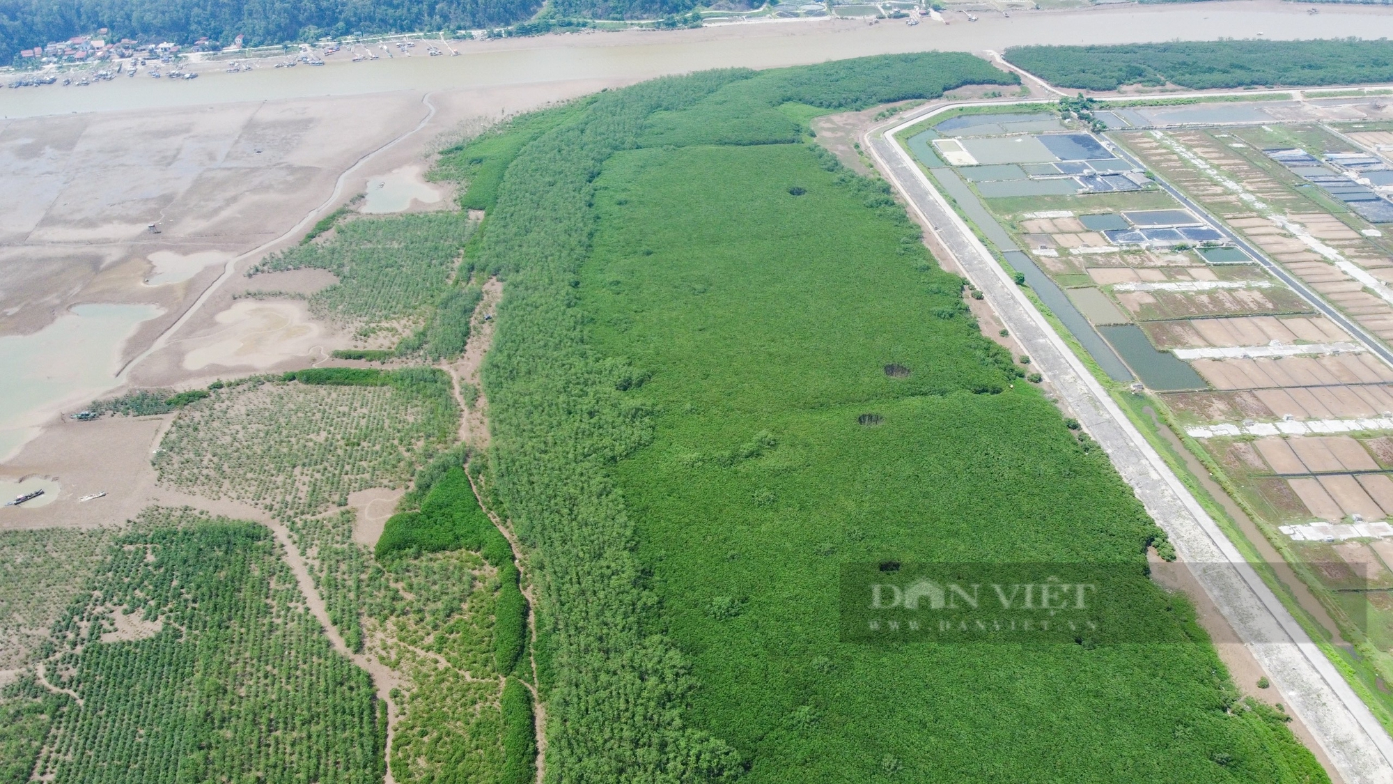 Một khu rừng rậm ở Thanh Hóa, lội vô thấy dân bắt la liệt  con đặc sản, hễ bán là hết sạch- Ảnh 1.
