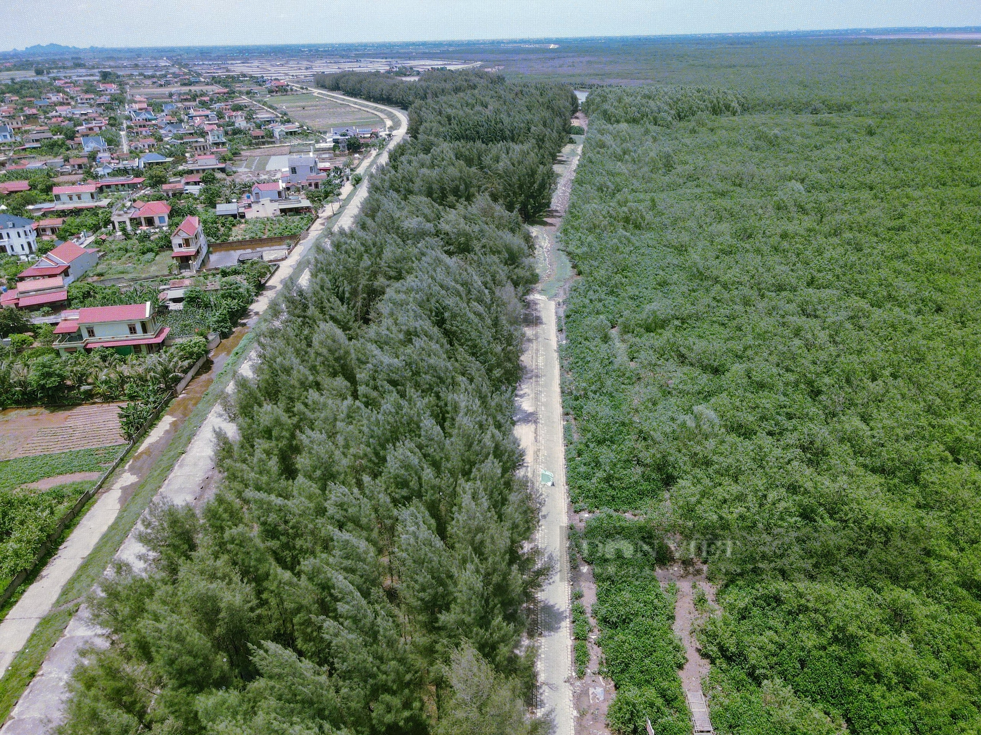 Một khu rừng rậm ở Thanh Hóa, lội vô thấy dân bắt la liệt  con đặc sản, hễ bán là hết sạch- Ảnh 16.