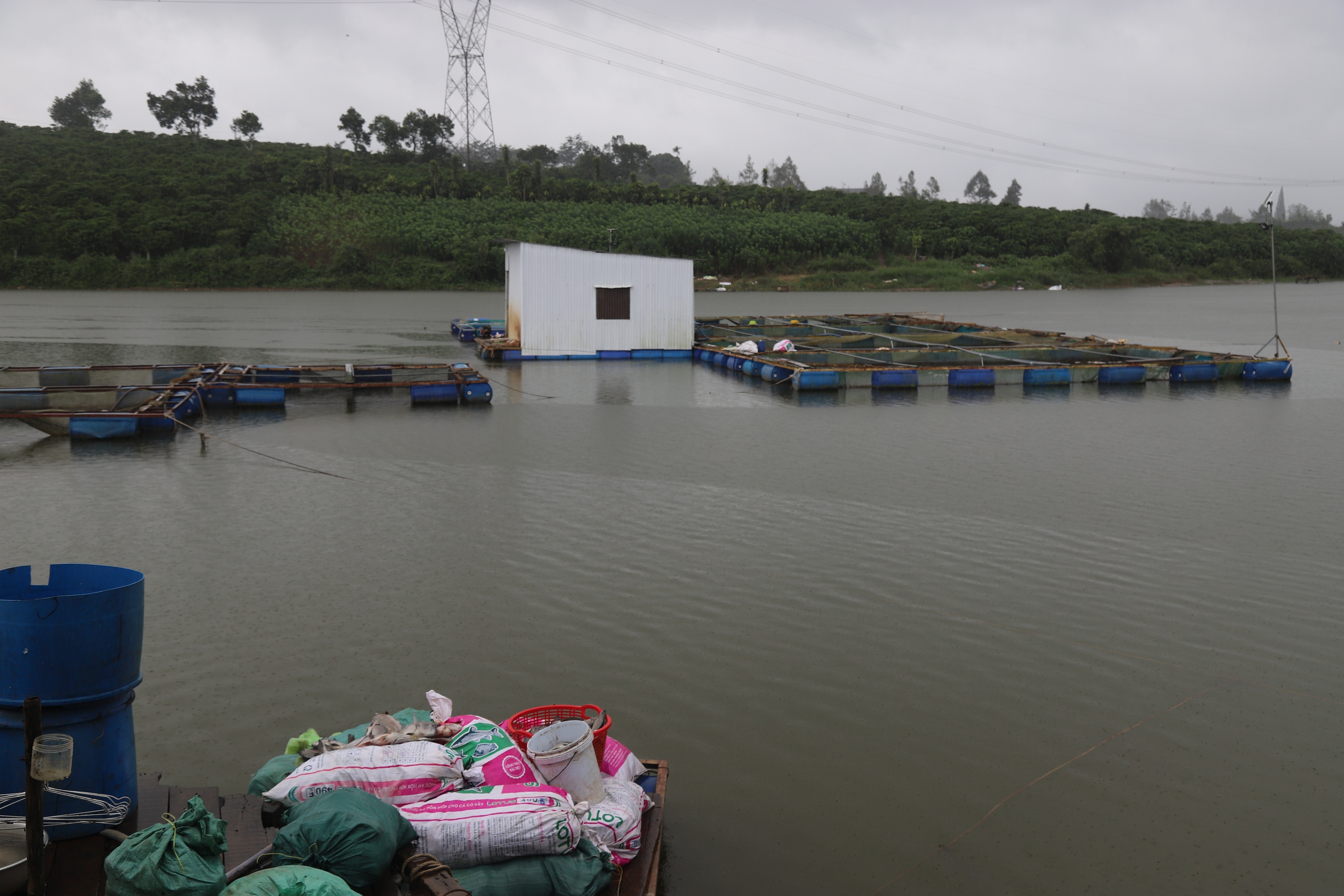 Lâm Đồng: Cá chết trắng lồng sau mưa, người dân TP. Bảo Lộc mất trắng vài trăm triệu- Ảnh 1.