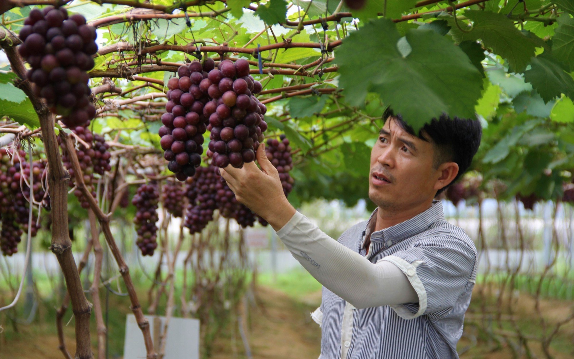 Dốc hết vốn liếng trồng nho hạ đen, dân tình đến chụp ảnh, quay phim, trai Nghệ An đếm tiền đều tay