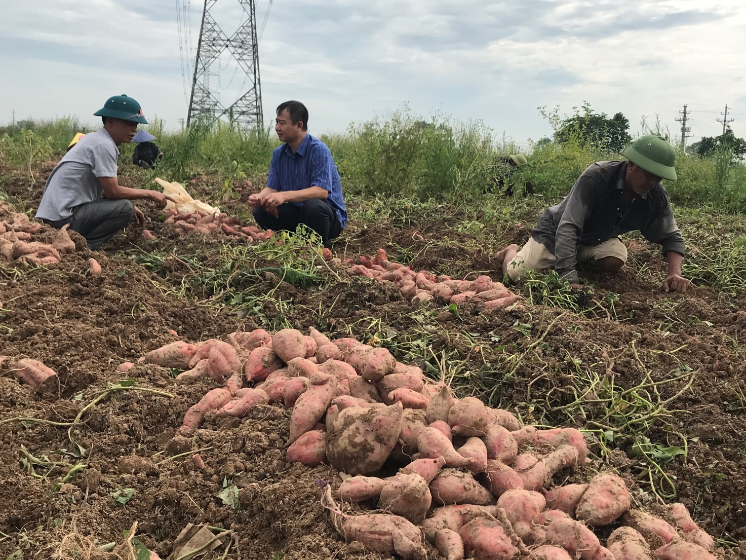 Hội Nông dân tỉnh Bắc Ninh hỗ trợ tiêu thụ hơn 47 tấn khoai lang cho nông dân Lương Tài- Ảnh 2.
