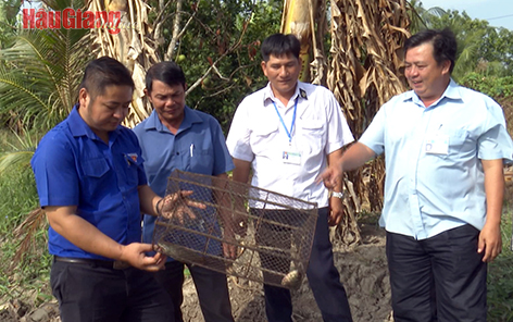 Cho 2 con vật nuôi này ở "chung ruộng", dân ở một xã của Hậu Giang bất ngờ thu được nhiều tiền hơn- Ảnh 1.