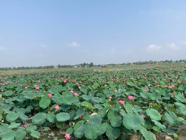 Hội Nông dân một phường ở Thừa Thiên-Huế tiếp sức cho hội viên, nông dân làm giàu từ mô hình trồng sen- Ảnh 2.