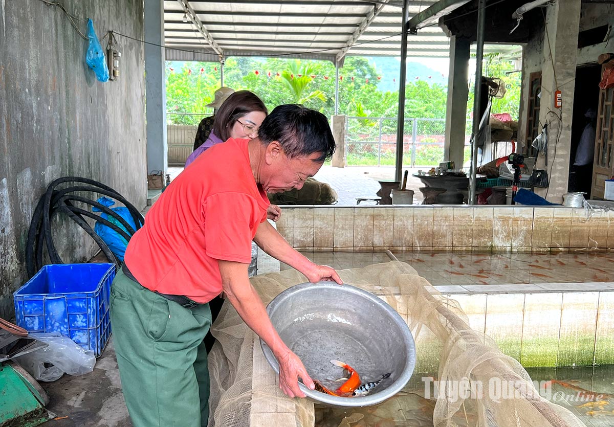 Một xã ở Tuyên Quang, 50 năm dân nuôi cá giống dày đặc mà giàu lên, xây nhà lầu đẹp như mơ- Ảnh 4.