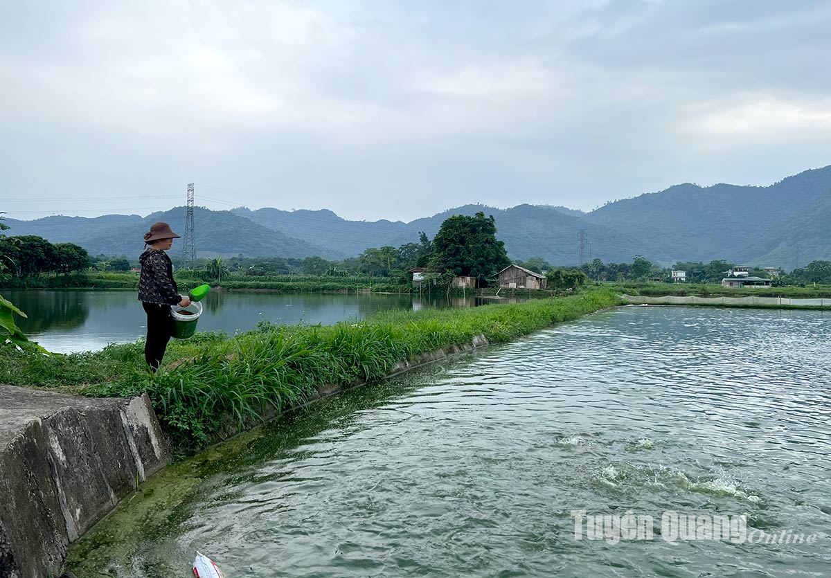 Một xã ở Tuyên Quang, 50 năm dân nuôi cá giống dày đặc mà giàu lên, xây nhà lầu đẹp như mơ- Ảnh 6.