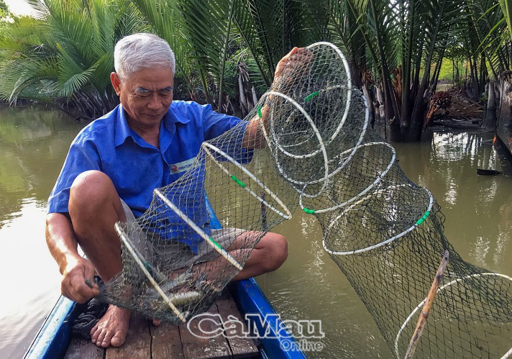 Vật nuôi chủ lực này được ông nông dân Cà Mau nuôi theo kiểu "thuận theo ý trời", bắt lên toàn con to bự- Ảnh 2.