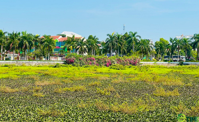 Quảng Ngãi chi tiền tỷ cải thiện công năng, giảm ô nhiễm cho hồ chứa trung tâm thành phố- Ảnh 8.