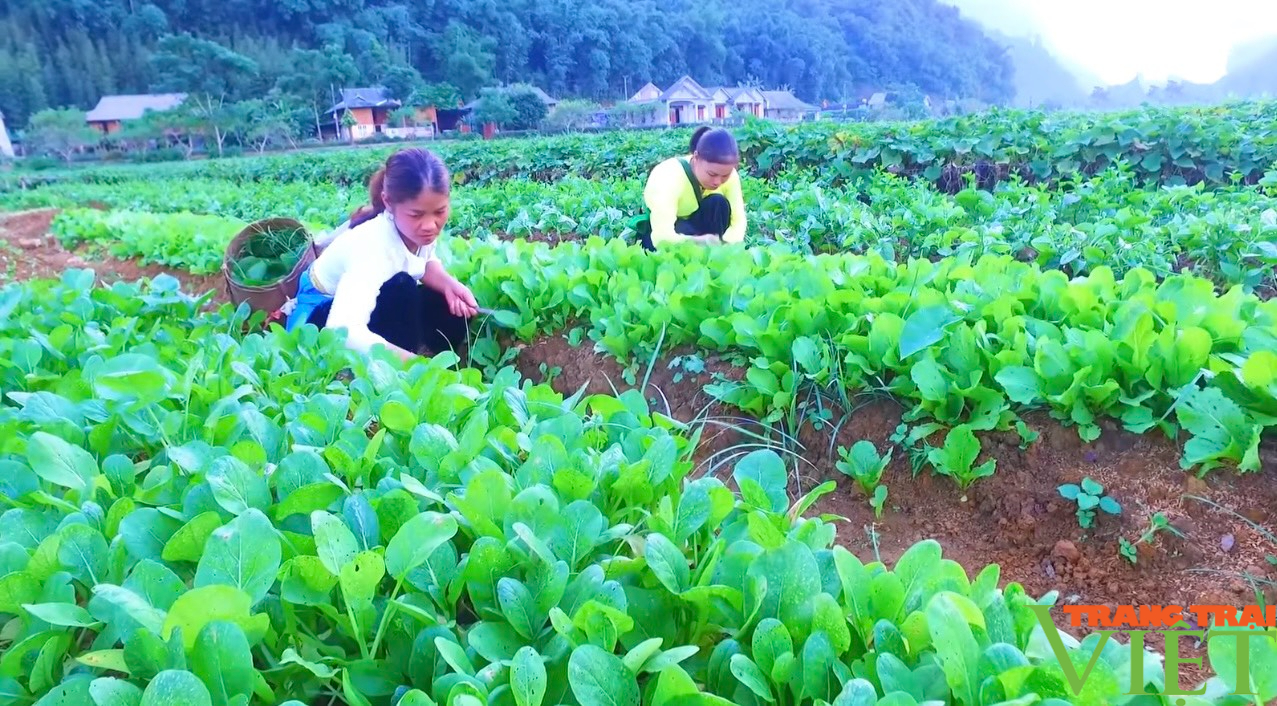 Phong trào thi đua sản xuất, kinh doanh giỏi tạo động lực để nông dân Tân Lạc làm giàu- Ảnh 1.