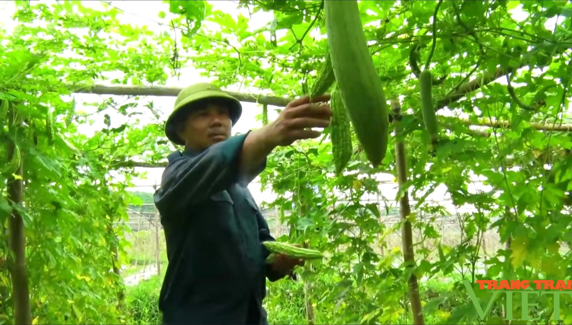 Phong trào thi đua sản xuất, kinh doanh giỏi tạo động lực để nông dân Tân Lạc làm giàu- Ảnh 3.