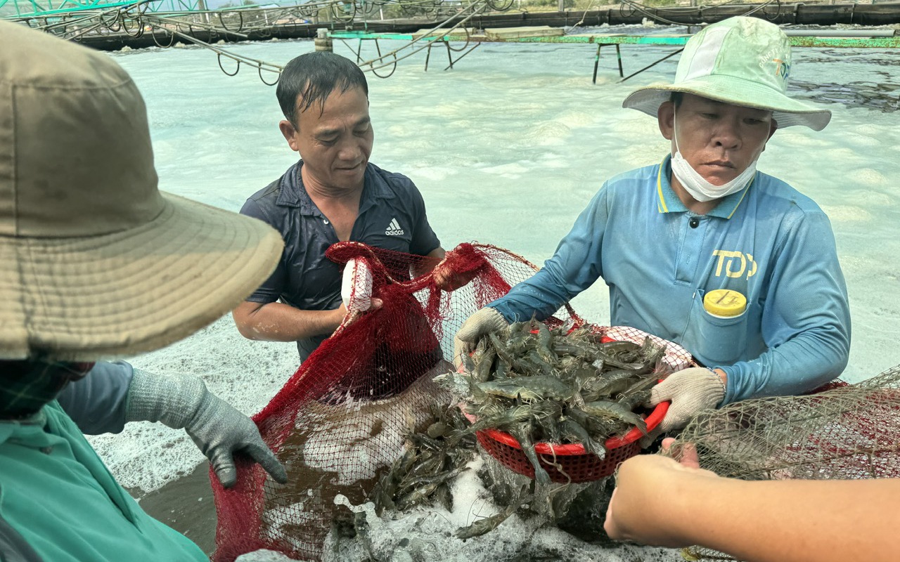 Bà Rịa-Vũng Tàu: Rõ khổ, con vật nuôi chủ lực tụt giá, đến một nông dân xuất sắc cũng kêu 