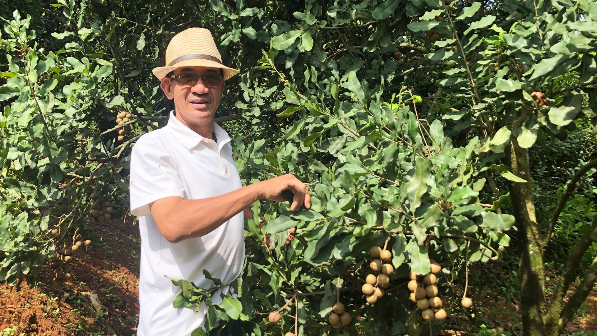 Ở một thôn khá giả tại Lâm Đồng, có ông Tuệ trưởng thôn đi đầu trồng mắc ca, bỏ túi hàng trăm triệu đồng- Ảnh 1.
