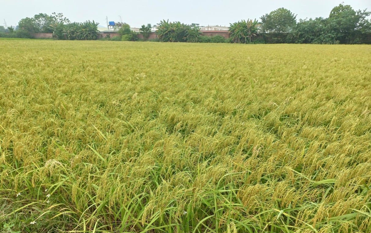 Một giống lúa đặc sản hạt tròn, dẻo và thơm nức là niềm tự hào của người dân Bắc Giang- Ảnh 1.