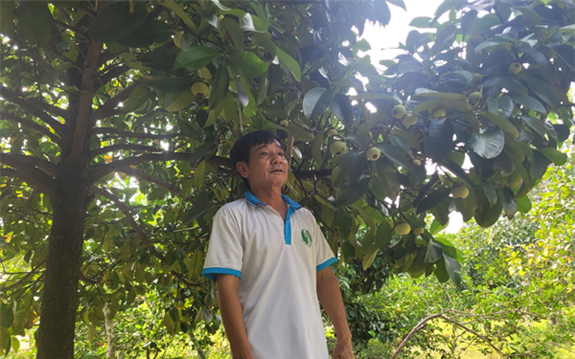 Vườn trồng 35 cây đặc sản ở Hậu Giang, ông nông dân hái 1,2 tấn trái ngon, bán 60.000 đồng/kg, hút hàng