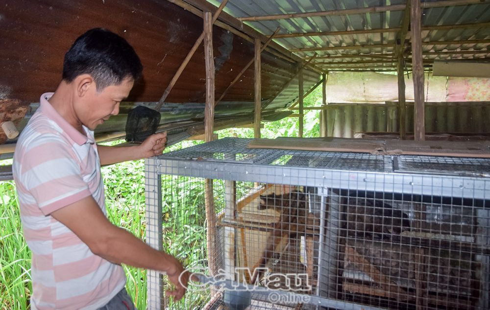 Nuôi loài động vật hoang dã vốn được coi là vị thuốc quý, nông dân một phường ở tỉnh Cà Mau mong thoát nghèo- Ảnh 2.