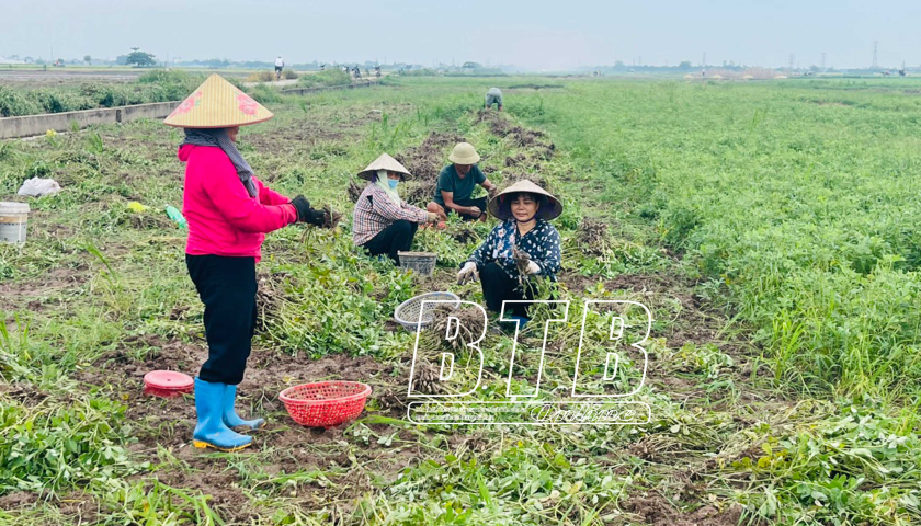 Một xã ở tỉnh Thái Bình, lúa còn chưa gặt nông dân đã rẽ lúa, đặt bầu gieo một loại cây màu mới- Ảnh 1.