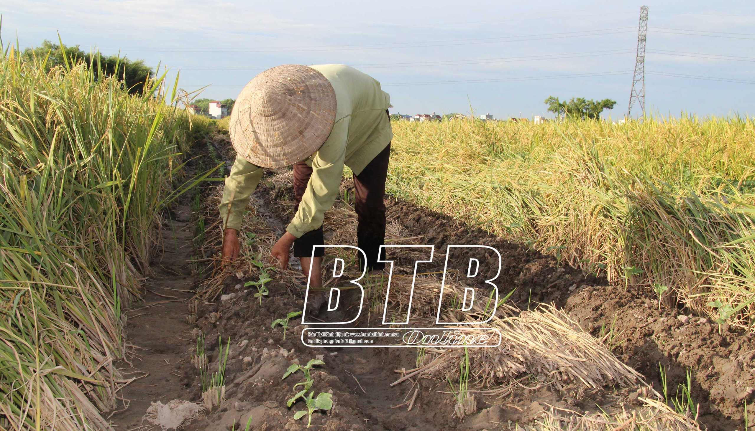 Một xã ở tỉnh Thái Bình, lúa còn chưa gặt nông dân đã rẽ lúa, đặt bầu gieo một loại cây màu mới- Ảnh 2.