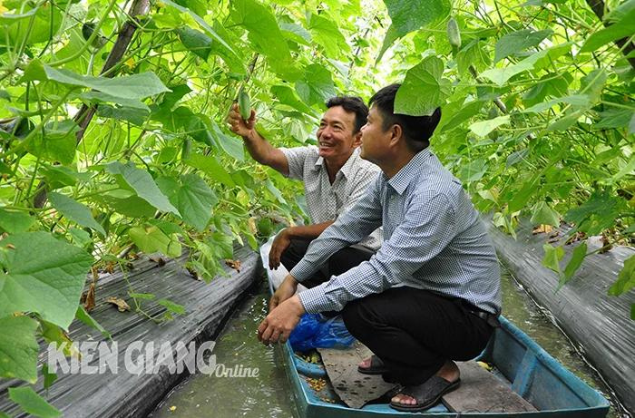 Vườn dưa leo của ông Chủ tịch Hội Nông dân xã ở Kiên Giang, hái quả phải đi xuồng, đẹp như phim- Ảnh 1.