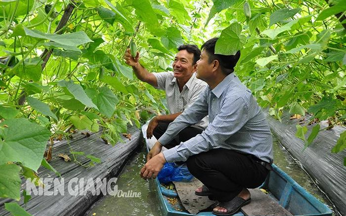 Vườn dưa leo của ông Chủ tịch Hội Nông dân xã ở Kiên Giang muốn hái quả phải đi xuồng, đẹp như phim