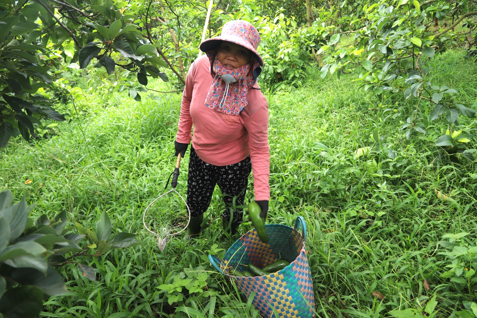 Từng là loại quả gây sốt vì "siêu dinh dưỡng", nay giá đột ngột lao dốc, nhiều vườn ở Lâm Đồng đốn bỏ- Ảnh 5.