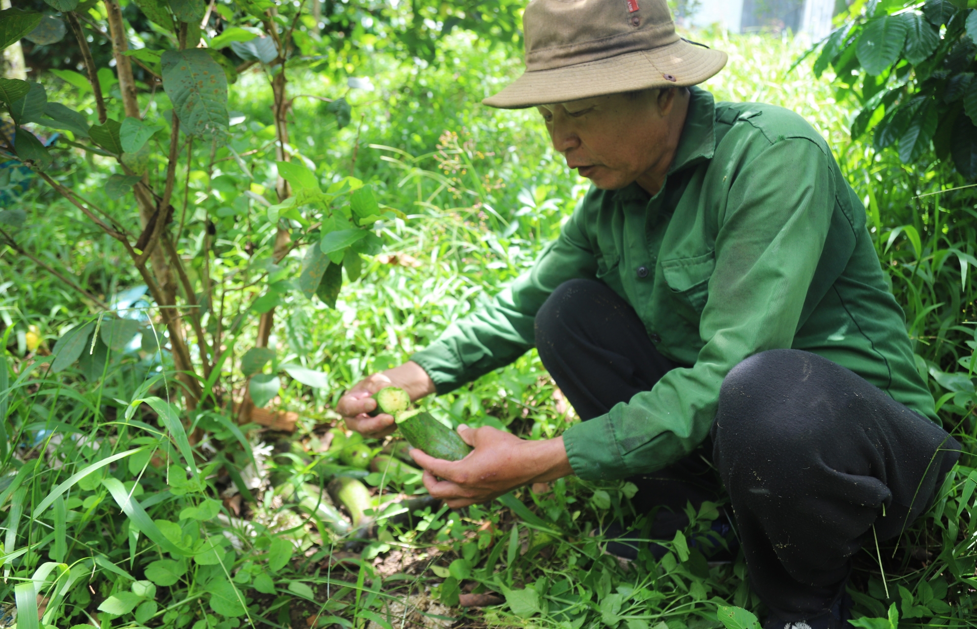 Từng là loại quả gây sốt vì "siêu dinh dưỡng", nay giá đột ngột lao dốc, nhiều vườn ở Lâm Đồng đốn bỏ- Ảnh 6.