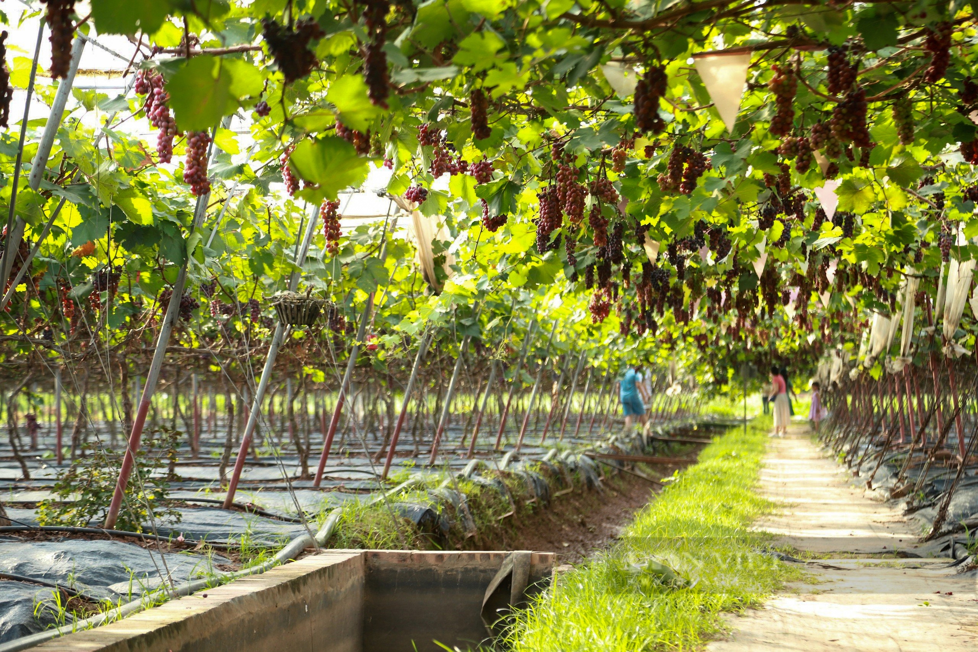 Vườn nho hạ đen trĩu quả ở ngoại thành Hà Nội thu hút người dân đến check-in mỗi ngày- Ảnh 4.