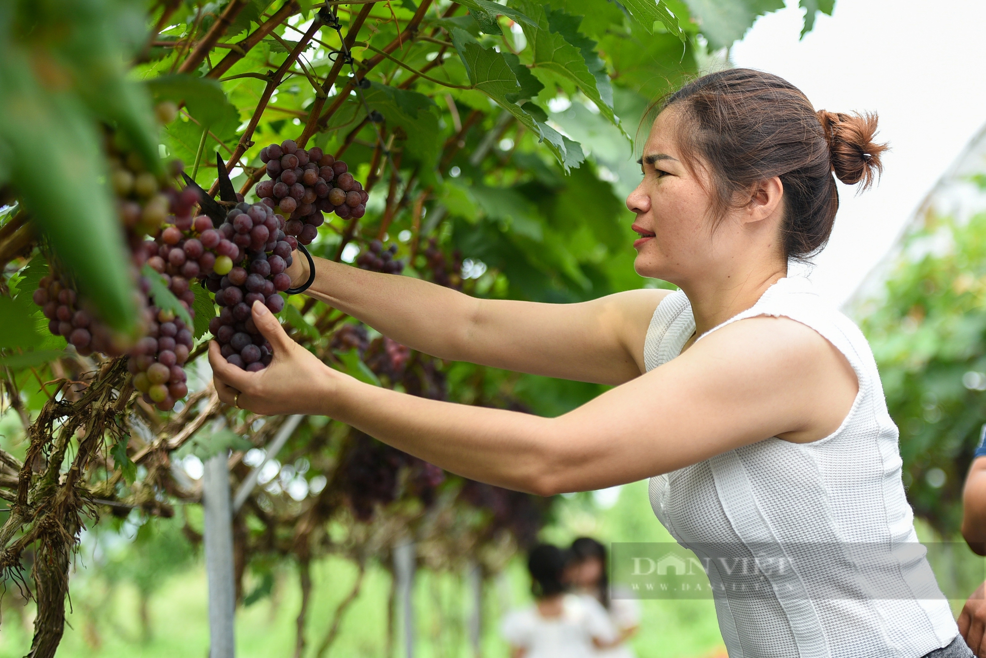 Vườn nho hạ đen trĩu quả ở ngoại thành Hà Nội thu hút người dân đến check-in mỗi ngày- Ảnh 5.