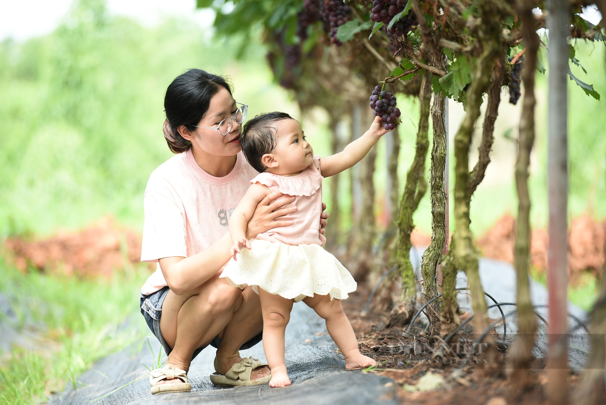 Vườn nho hạ đen trĩu quả ở ngoại thành Hà Nội thu hút người dân đến check-in mỗi ngày- Ảnh 7.