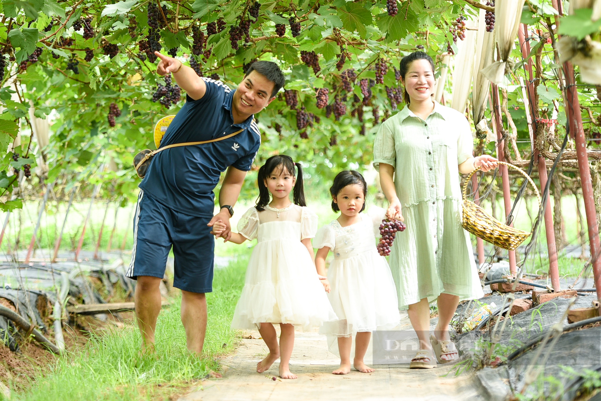 Vườn nho hạ đen trĩu quả ở ngoại thành Hà Nội thu hút người dân đến check-in mỗi ngày- Ảnh 8.