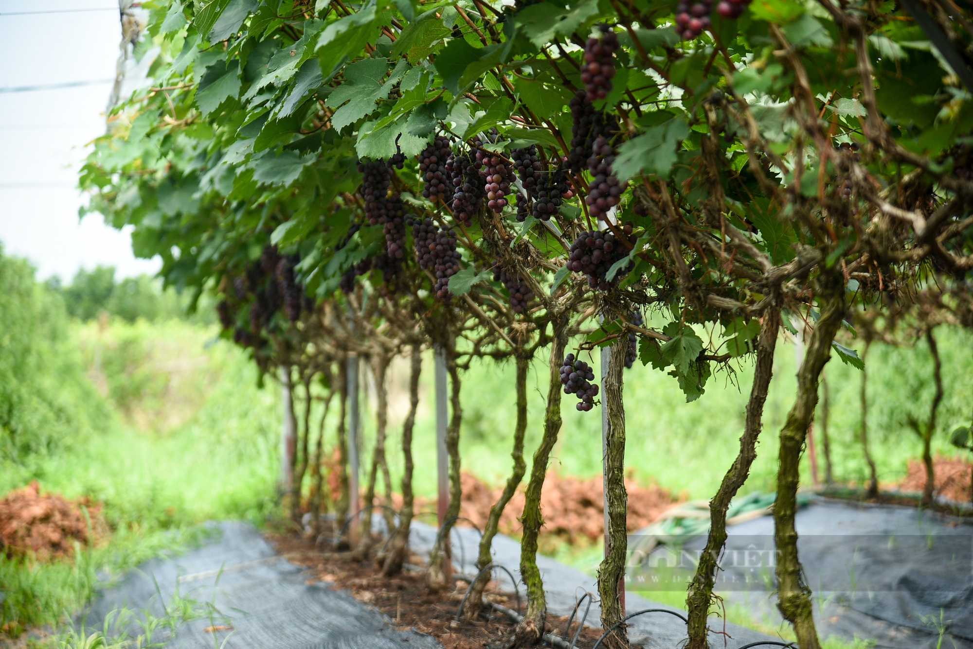 Vườn nho hạ đen trĩu quả ở ngoại thành Hà Nội thu hút người dân đến check-in mỗi ngày- Ảnh 9.
