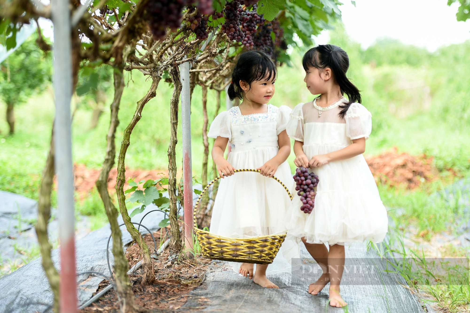 Vườn nho hạ đen trĩu quả ở ngoại thành Hà Nội thu hút người dân đến check-in mỗi ngày- Ảnh 11.