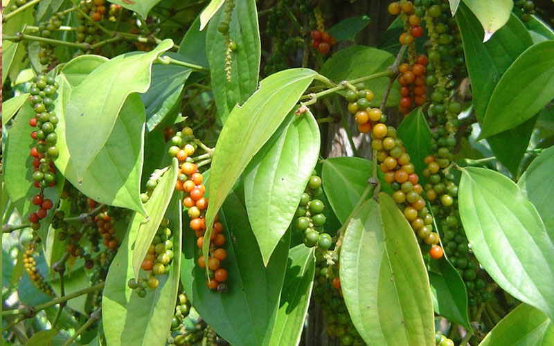 Giá tiêu tăng trở lại 3.000 đồng/kg, lý do tiêu khó giảm giá sâu- Ảnh 2.