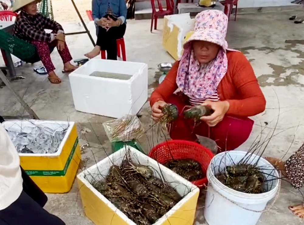 Tôm hùm, con vật nuôi chủ lưc ở đầm Cù Mông của Phú Yên đang chết, ngành chức năng khuyến cáo- Ảnh 2.