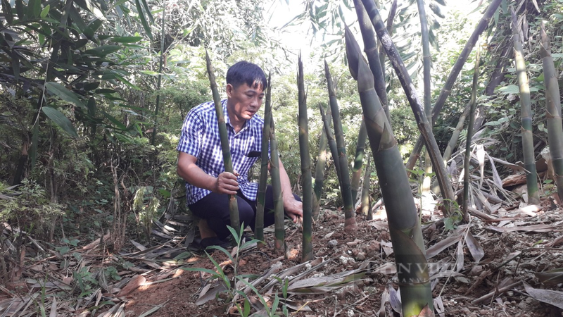 Ở một nơi của Thái Nguyên dân đang trồng tre gì mà ví như "rau đặc sản" mầm non nhọn trồi từ đất?- Ảnh 1.